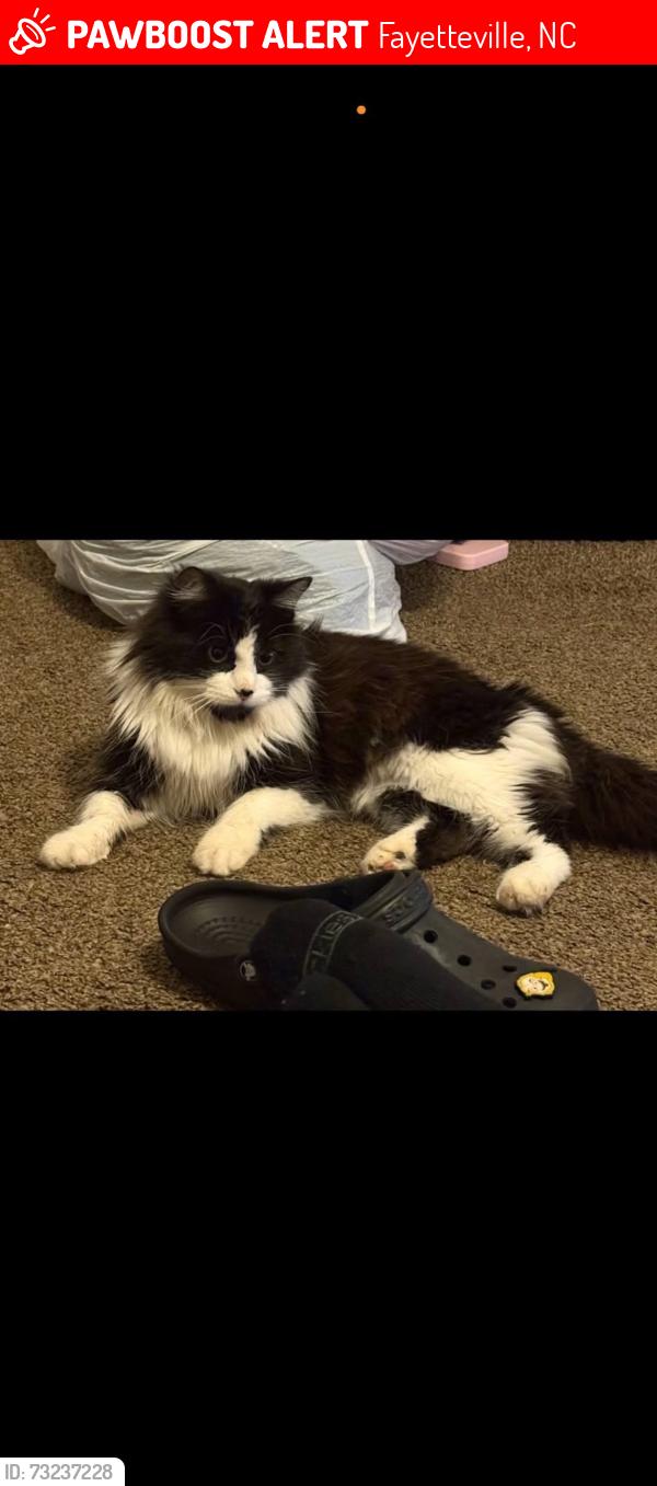 Lost Male Cat last seen Near Strickland bridge dollar general, Fayetteville, NC 28306
