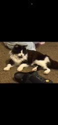 Lost Male Cat last seen Near Strickland bridge dollar general, Fayetteville, NC 28306
