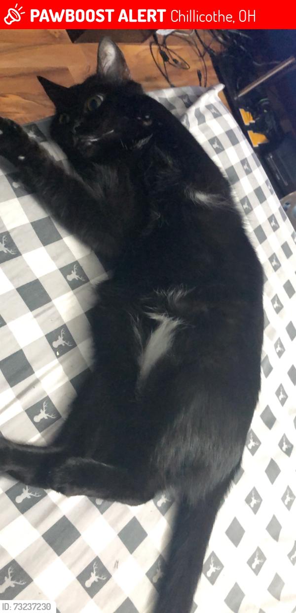 Lost Female Cat last seen Clinton road, Chillicothe, OH 45601