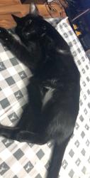 Lost Female Cat last seen Clinton road, Chillicothe, OH 45601
