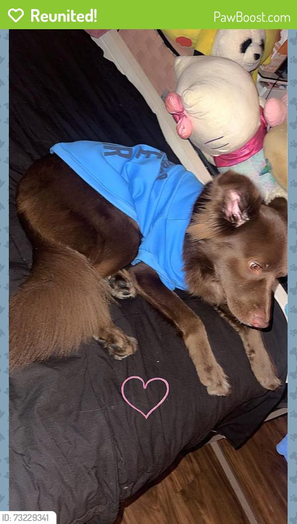 Reunited Male Dog last seen Vineland and Badillo, Baldwin Park, CA 91706
