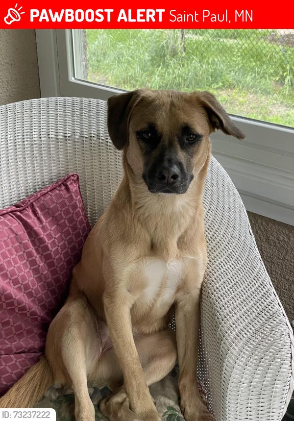 Lost Female Dog last seen Dale St and University Ave, Saint Paul, MN 55104