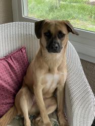 Lost Female Dog last seen Dale St and University Ave, Saint Paul, MN 55104