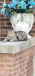 Found/Stray Male Cat last seen Right off of Lawrence north on Kostner, Chicago, IL 60630