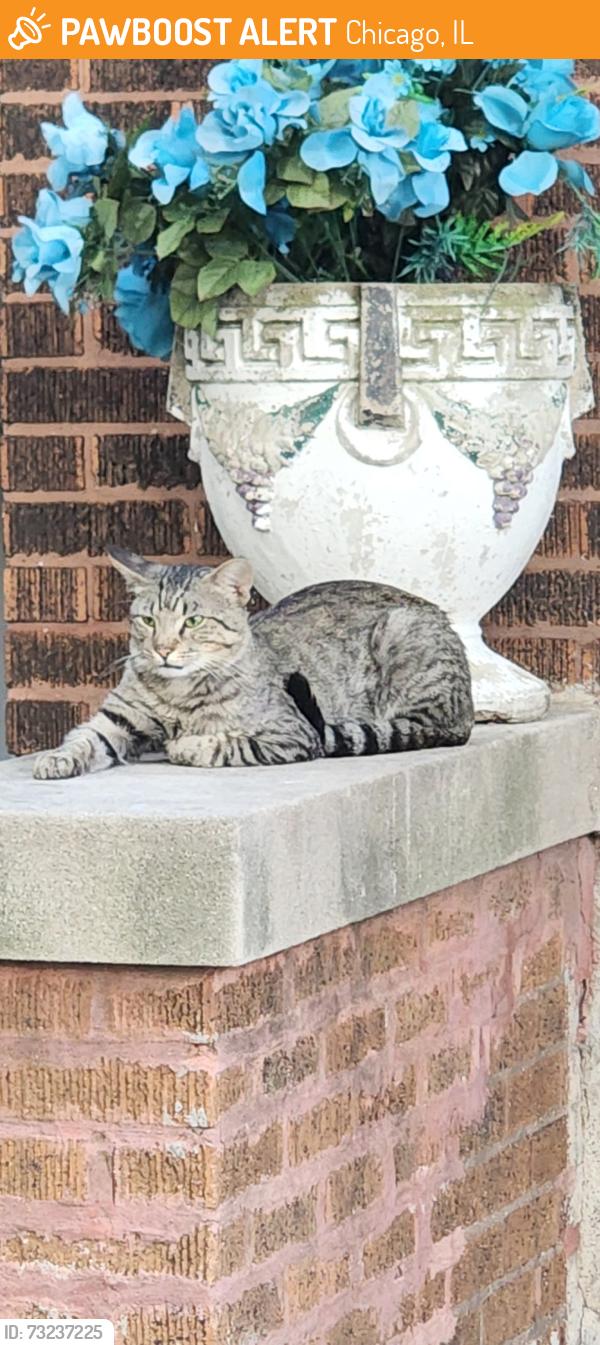 Found/Stray Male Cat last seen Right off of Lawrence north on Kostner, Chicago, IL 60630