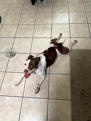 Reunited Female Dog last seen Starcrest and 410 access road, San Antonio, TX 78217