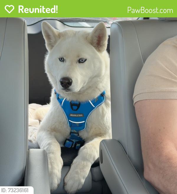Reunited Male Dog last seen Odell rd and Powder mill rd, Beltsville, MD 20705