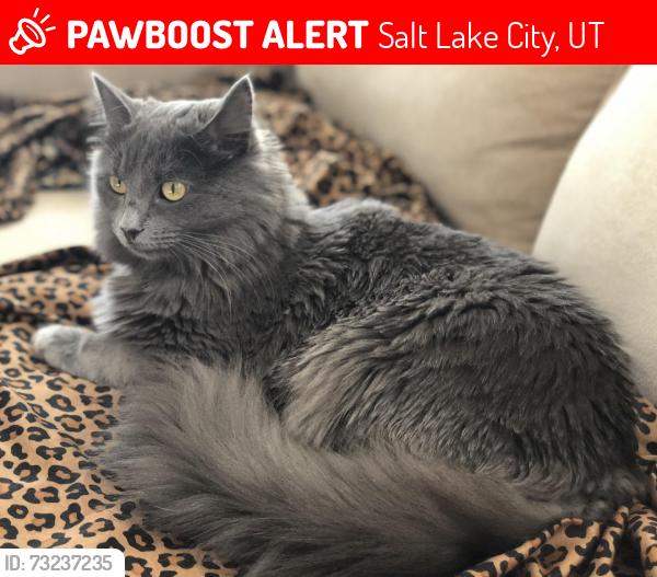 Lost Male Cat last seen Near W San Carlos dr west valley city UT 84119, Salt Lake City, UT 84119