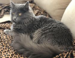 Lost Male Cat last seen Near W San Carlos dr west valley city UT 84119, Salt Lake City, UT 84119