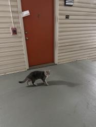 Found/Stray Unknown Cat last seen Addison at Sutherland, Knoxville, TN 37909