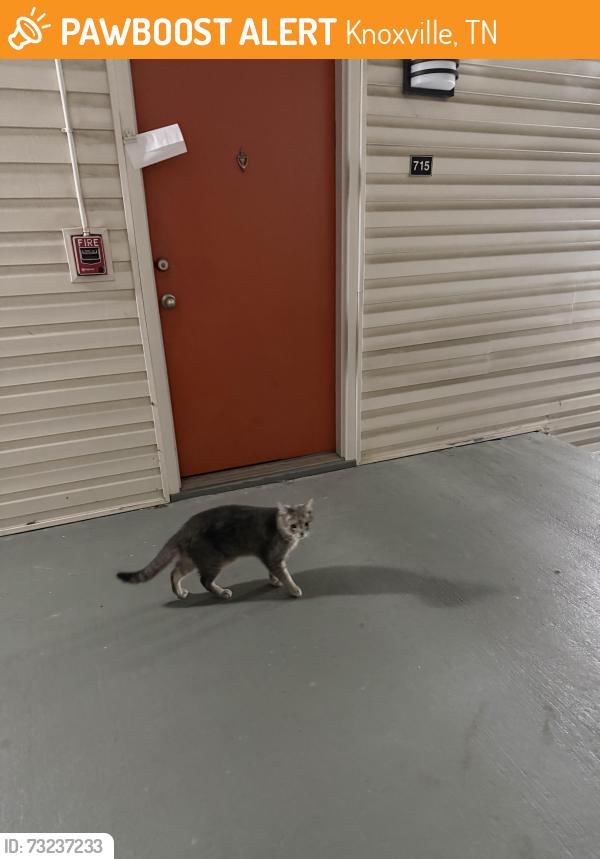 Found/Stray Unknown Cat last seen Addison at Sutherland, Knoxville, TN 37909