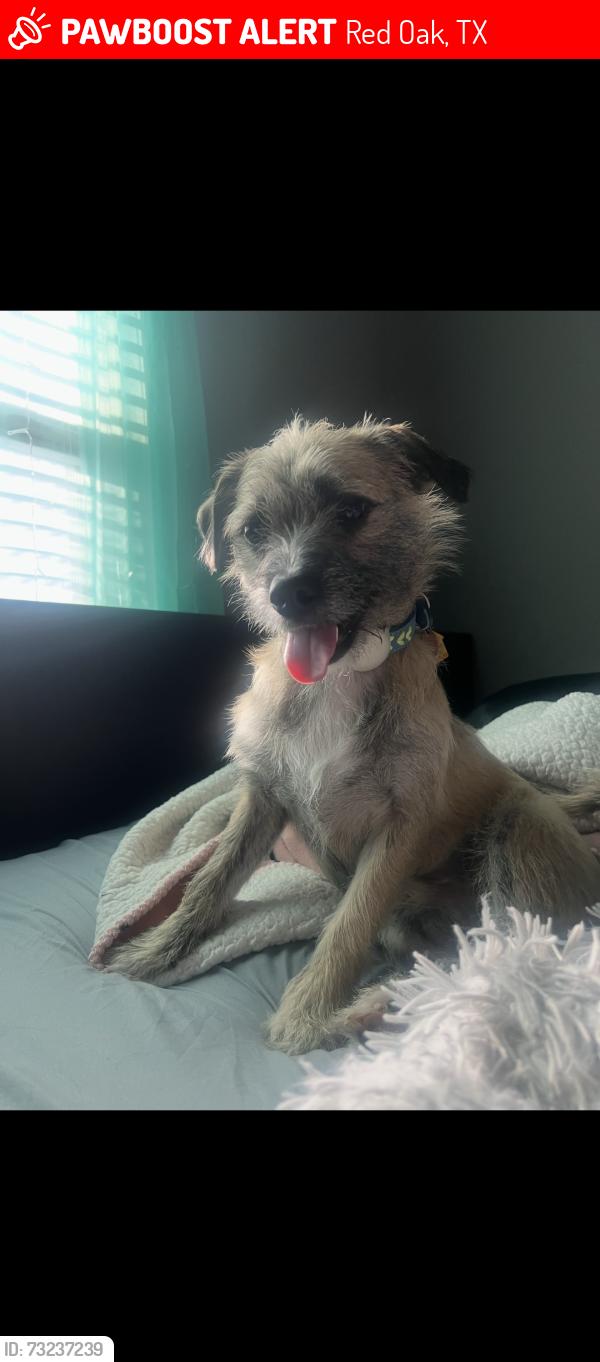 Lost Male Dog last seen Magnolia meadow, Red Oak, TX 75154