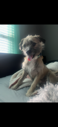 Lost Male Dog last seen Magnolia meadow, Red Oak, TX 75154