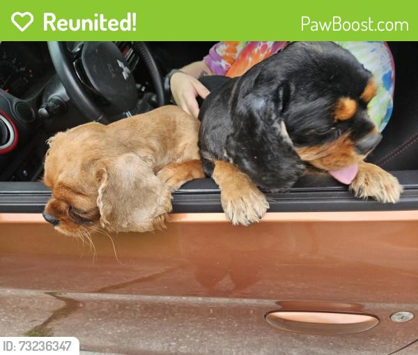 Reunited Male Dog last seen Georgetown Circle and Harbor Point, Fayetteville, NC 28314