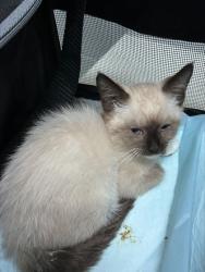 Shelter Stray Male Cat last seen , , CA, 1101 29th Ave, Oakland, CA 94601, USA