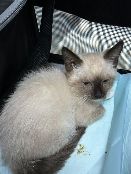 Shelter Stray Male Cat last seen , , CA, 1101 29th Ave, Oakland, CA 94601, USA