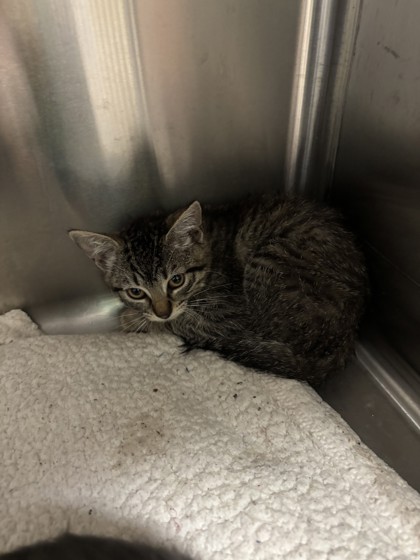 Shelter Stray Female Cat last seen E 12th St, Oakland, CA, 1101 29th Ave, Oakland, CA 94601, USA