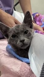 Shelter Stray Female Cat last seen Near freeway, / caltrans brought in cat, Oakland, CA, 1101 29th Ave, Oakland, CA 94601, USA