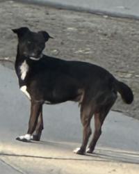 Found/Stray Unknown Dog last seen Near Amar & S. Azusa Ave., Walnut, CA 91789