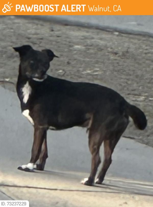 Found/Stray Unknown Dog last seen Near Amar & S. Azusa Ave., Walnut, CA 91789