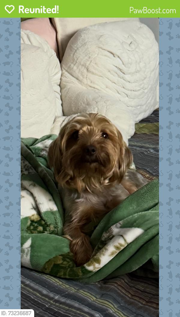 Reunited Male Dog last seen Crider/mill Creek, Rocky Face, GA 30740