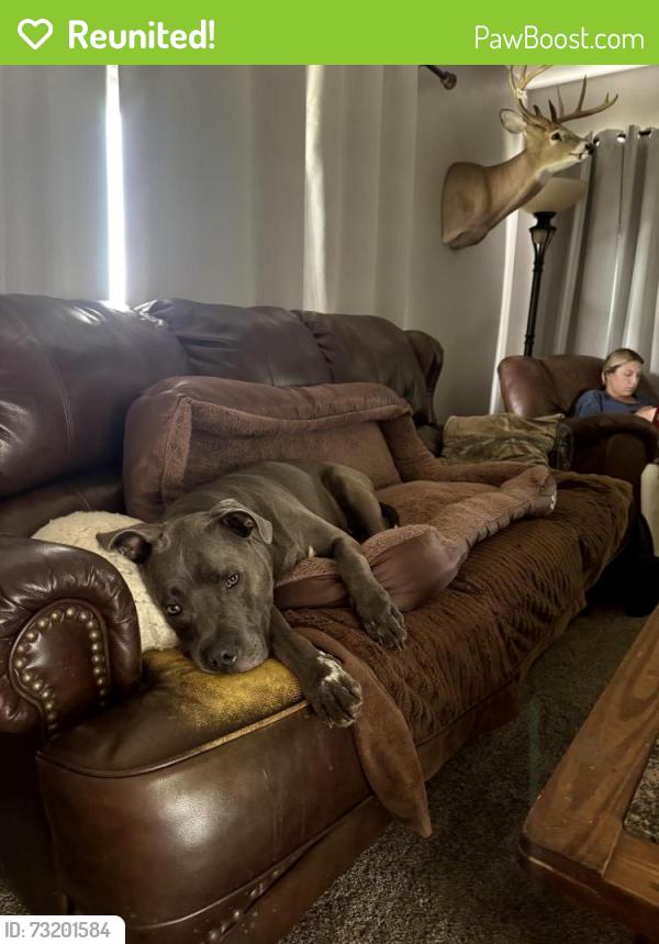 Reunited Male Dog last seen Crest drive and Laurel drive in Whitehall Pa, Fullerton, PA 18052