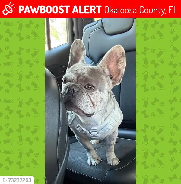Lost Male Dog last seen Broxson rd, Okaloosa County, FL 32564