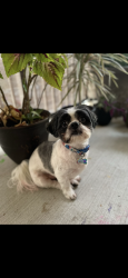 Lost Male Dog last seen Near Walmart Leesburg, Leesburg, FL 34748