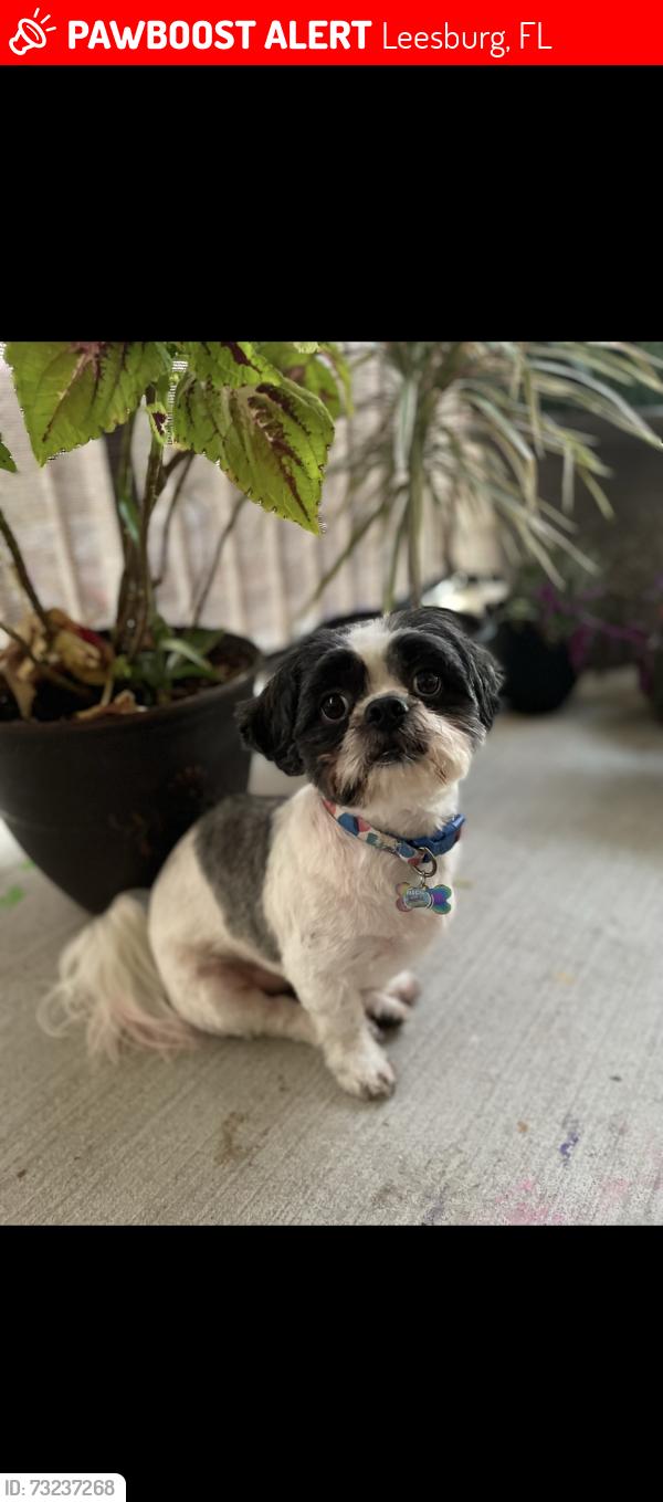 Lost Male Dog last seen Near Walmart Leesburg, Leesburg, FL 34748