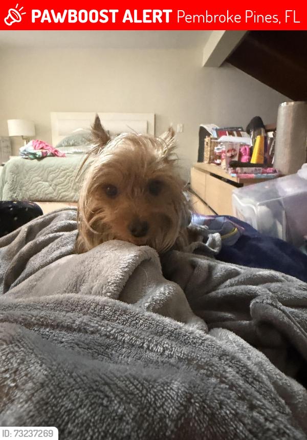 Lost Male Dog last seen Near NE 16 th ct, Pembroke Pines, FL 33026
