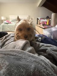 Lost Male Dog last seen Near NE 16 th ct, Pembroke Pines, FL 33026