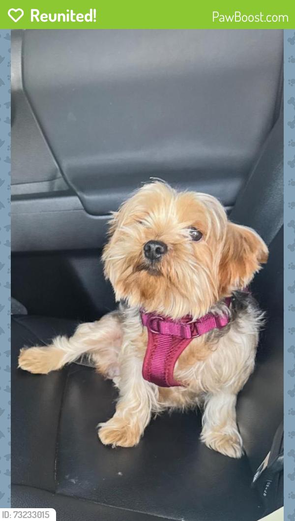 Reunited Male Dog last seen Lakewood, CA, USA, Lakewood, CA 90714
