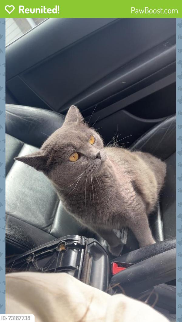 Reunited Male Cat last seen Llangefni, Isle of Anglesey, Wales LL77 7RH