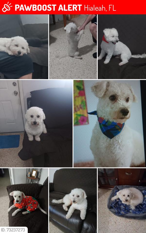 Lost Male Dog last seen Near W 15th Street Hialeah Florida E.U, Hialeah, FL 33010