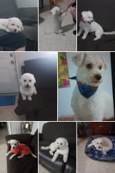 Lost Male Dog last seen Near W 15th Street Hialeah Florida E.U, Hialeah, FL 33010