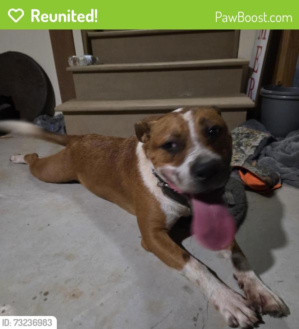 Reunited Male Dog last seen Alcovy Road and Alcovy Forest Drive, Newton County, GA 30014