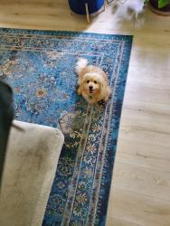 Reunited Male Dog last seen Greensbrook neigboorhood in Houston, TX 77044 Greenbrook Garden Drive, Greensbrook, TX 77044