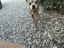 Reunited Male Dog last seen Maple Avenue, Hesperia, CA 92344