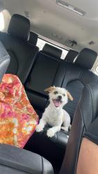Reunited Female Dog last seen Hance st, Wharton, NJ 07885