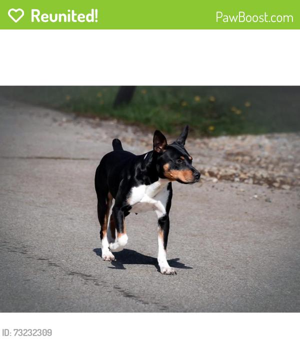 Reunited Female Dog last seen Calle San Martine, Menifee, CA 92584