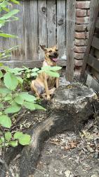 Reunited Female Dog last seen 8th & Fairfax, Denver, CO 80220