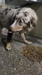 Found/Stray Female Dog last seen Belize, Laredo, TX 78045