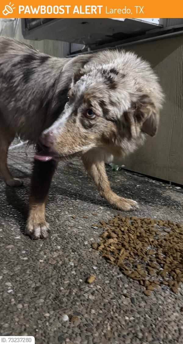 Found/Stray Female Dog last seen Belize, Laredo, TX 78045