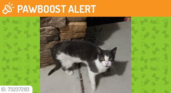 Found/Stray Unknown Cat last seen Elevation Road/Sherrill Farm Drive Benson NC, Johnston County, NC 27504