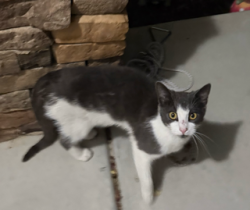 Found/Stray Unknown Cat last seen Elevation Road/Sherrill Farm Drive Benson NC, Johnston County, NC 27504