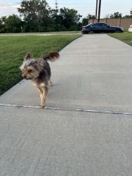 Reunited Male Dog last seen Goose Creek, Webster, TX 77598