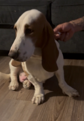 Lost Female Dog last seen Riverside Elementary, Sunland Park, NM 88063