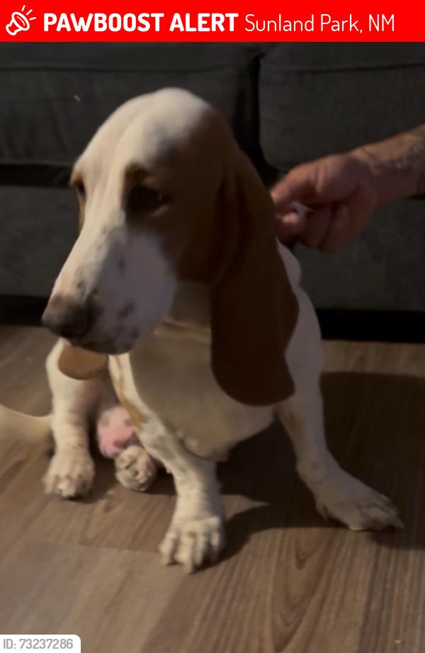 Lost Female Dog last seen Riverside Elementary, Sunland Park, NM 88063