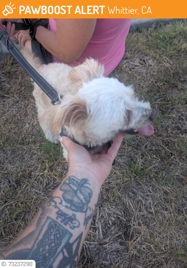 Found/Stray Unknown Dog last seen Scott and leffingwell, Whittier, CA 90603