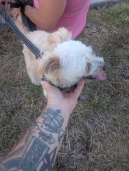 Found/Stray Unknown Dog last seen Scott and leffingwell, Whittier, CA 90603